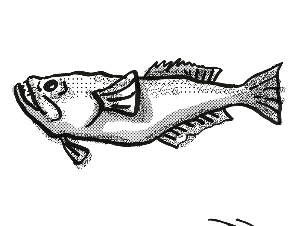 Fish Sketch. on Behance