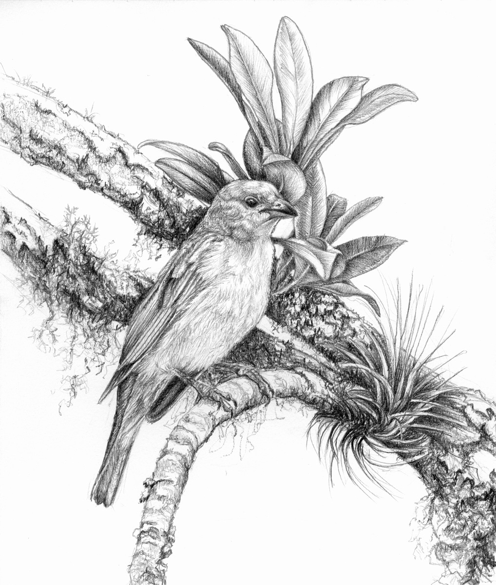 Birds - pencil drawings 2 on Behance