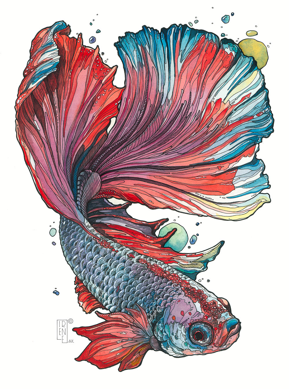 Top more than 80 betta fish drawing