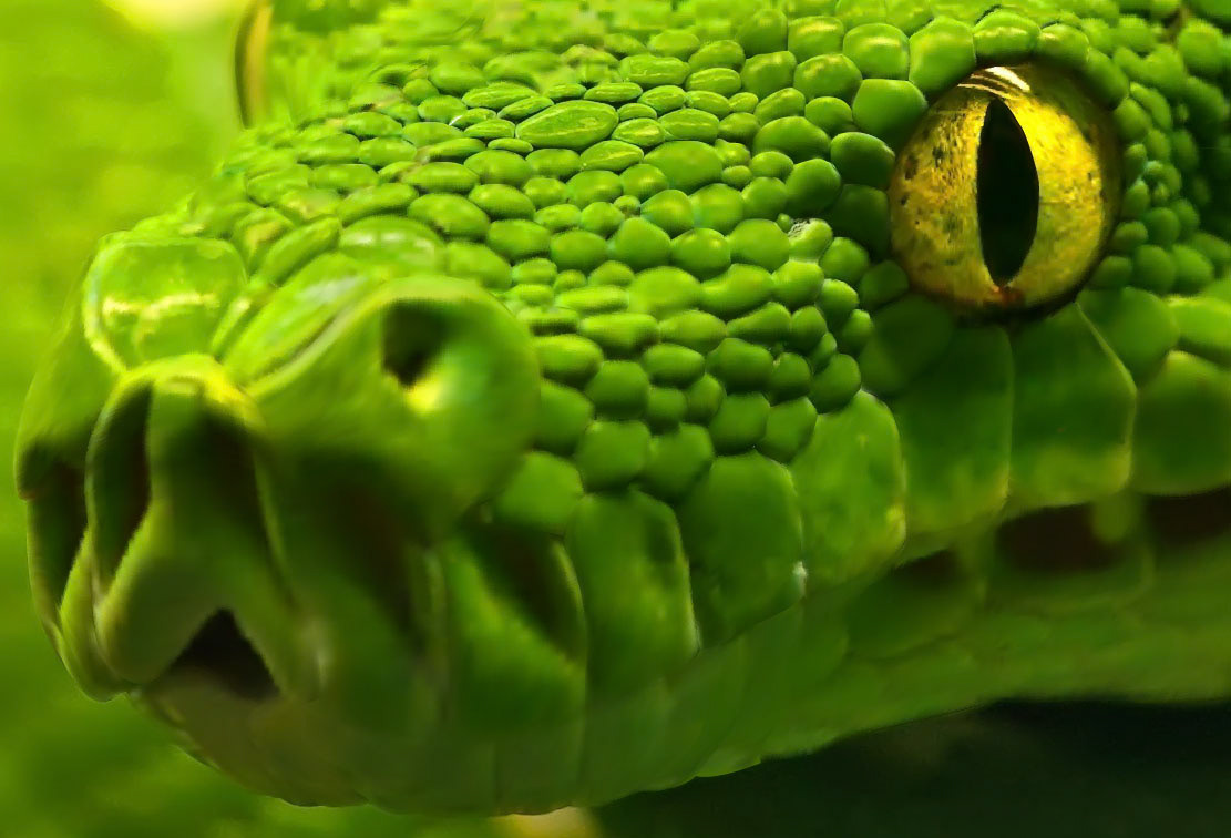Глаза питона. Ярко зеленая змея. Красивый зеленый. Змея глаза. Змеи с зелеными глазами.