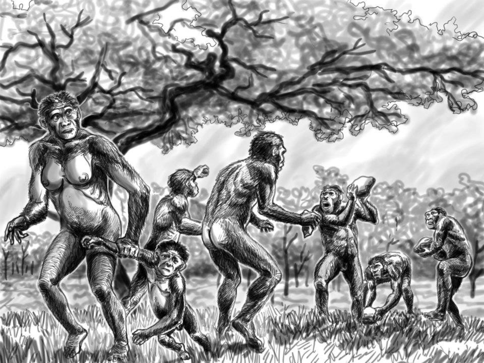homo  lineage   human antecessor  australopithecus  afarensis  africanus paranthropus  boisei  obustus neanderthalensis cro-magnon heidelbergensis ardipithecus sahelanthropus
