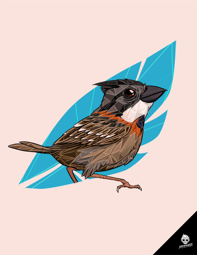 sparrow Copeton ilustracion bird