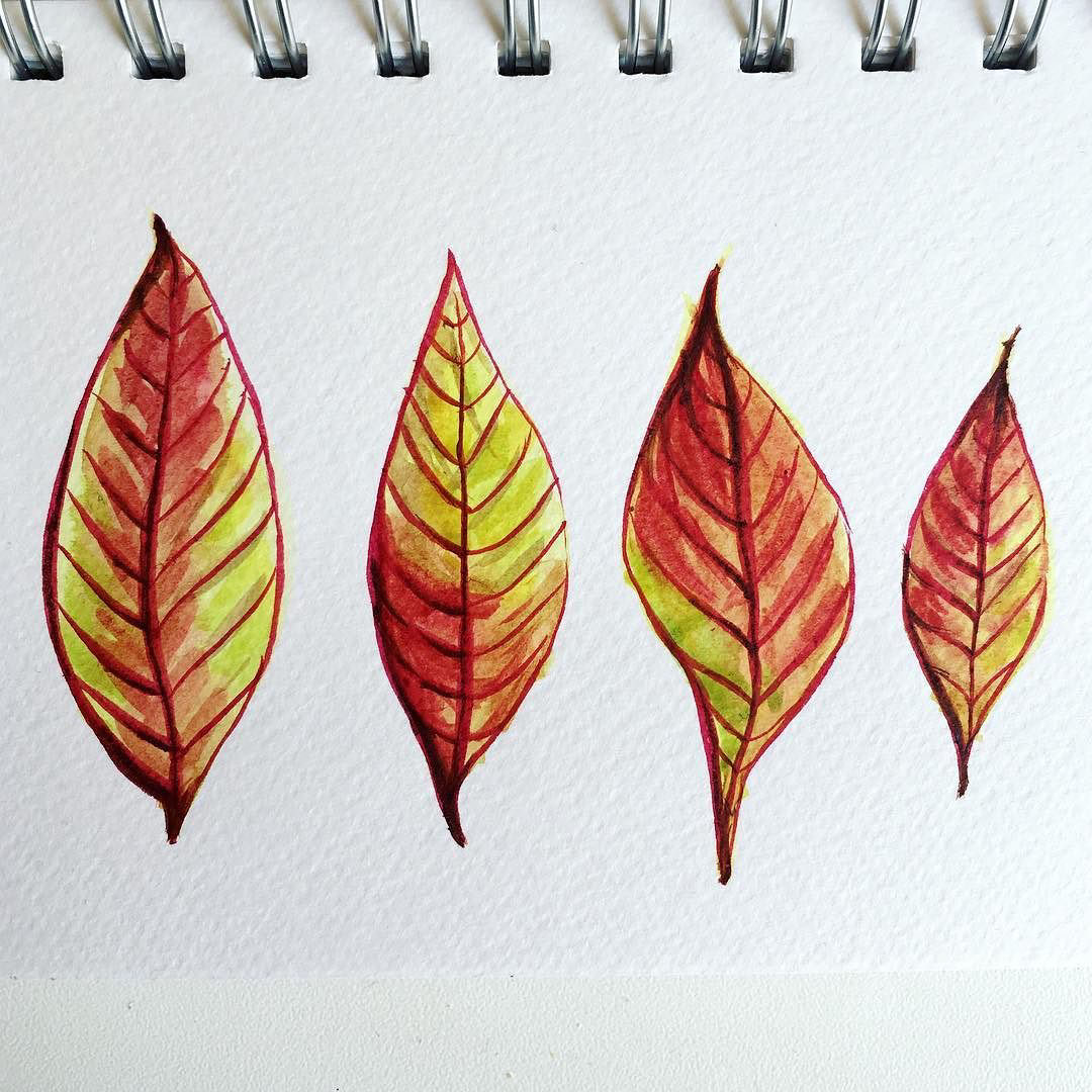 watercolor Drawing  leaf autumn autumn leaves autumn leaf season Nature botanical seasonal
