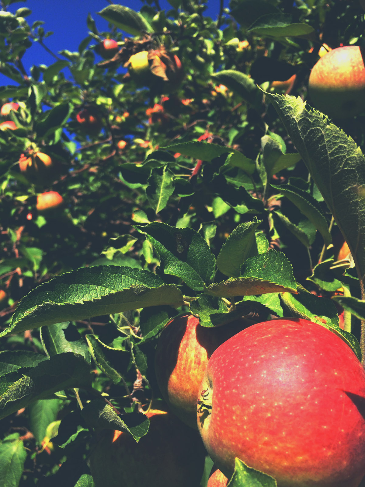 apple orchard Tree 