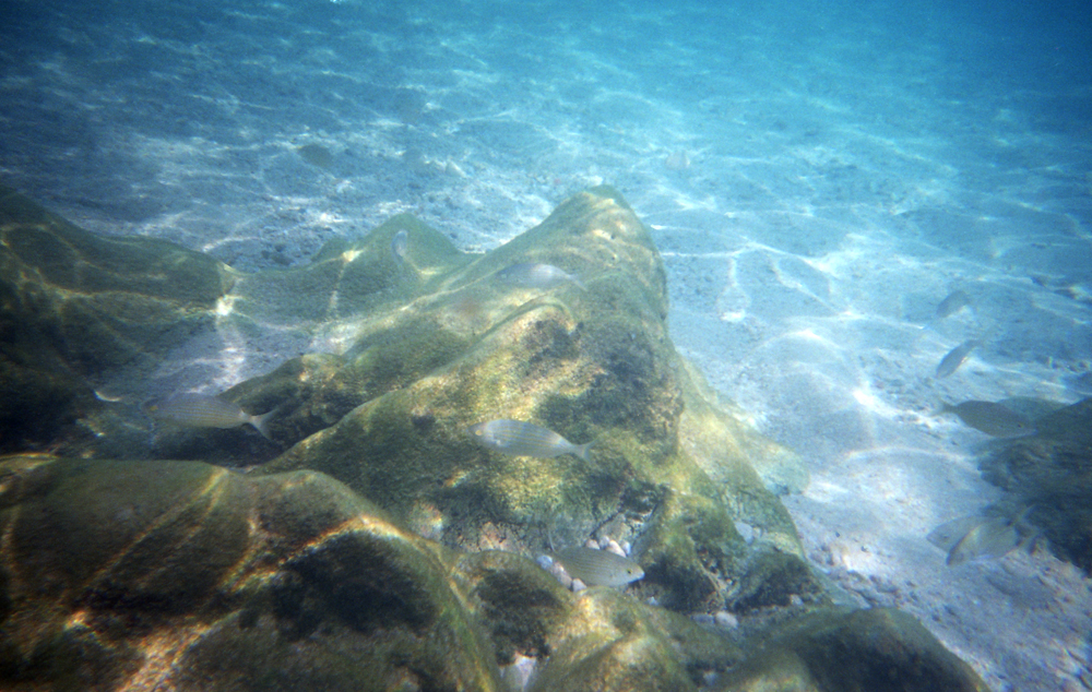 film photography 35mm film expired film UNDERWATER PHOTOGRAPHY sea snorkeling diving color photography analog disposable camera