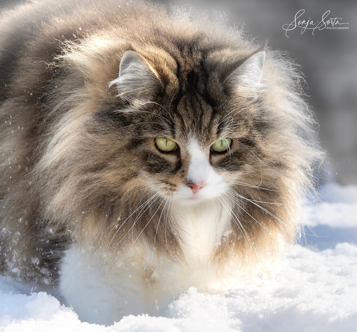 Katzen im Winter Katzenfotografie Maine Coon Norwegian forest cats schnee Winter cats