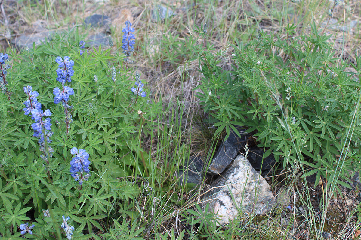blue wildflowers on green stems over gray grass