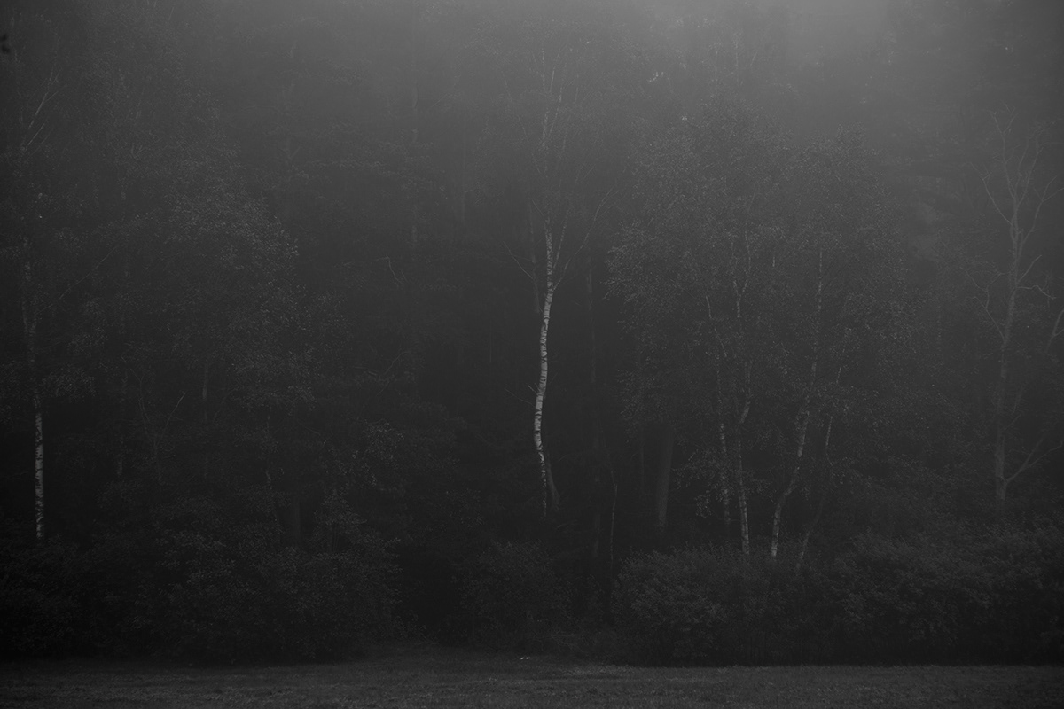 lietuva lithuania black and white fog mist Landscape Tree  forest Mindaugas Buivydas