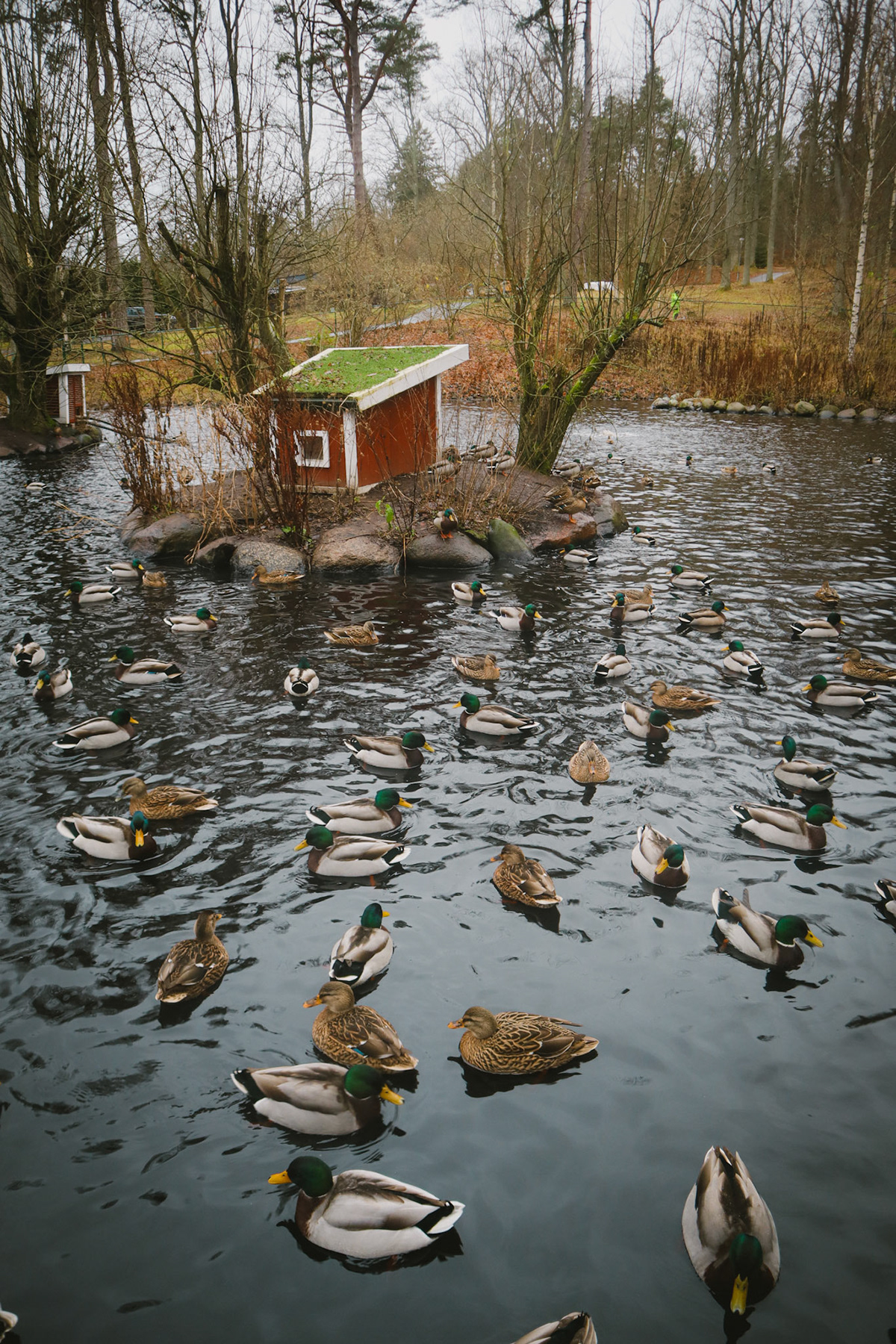 Landscape lightroom photographer Photography  Scandinavian Sweden Travel