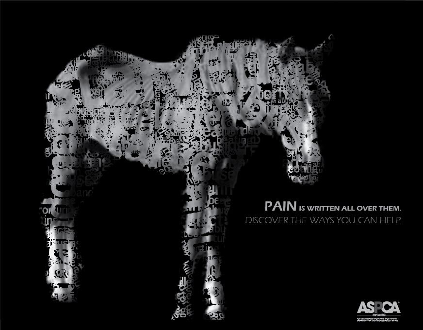 animal abuse aspca dog abuse cat abues horse abuse TYPOGRAPHY IMAGE