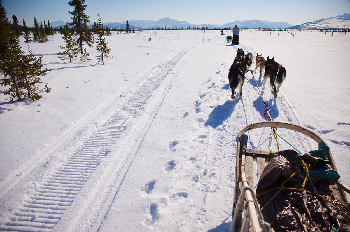 Alaska Dog Sledding landscapes mountains snow animals Sledding denali national park