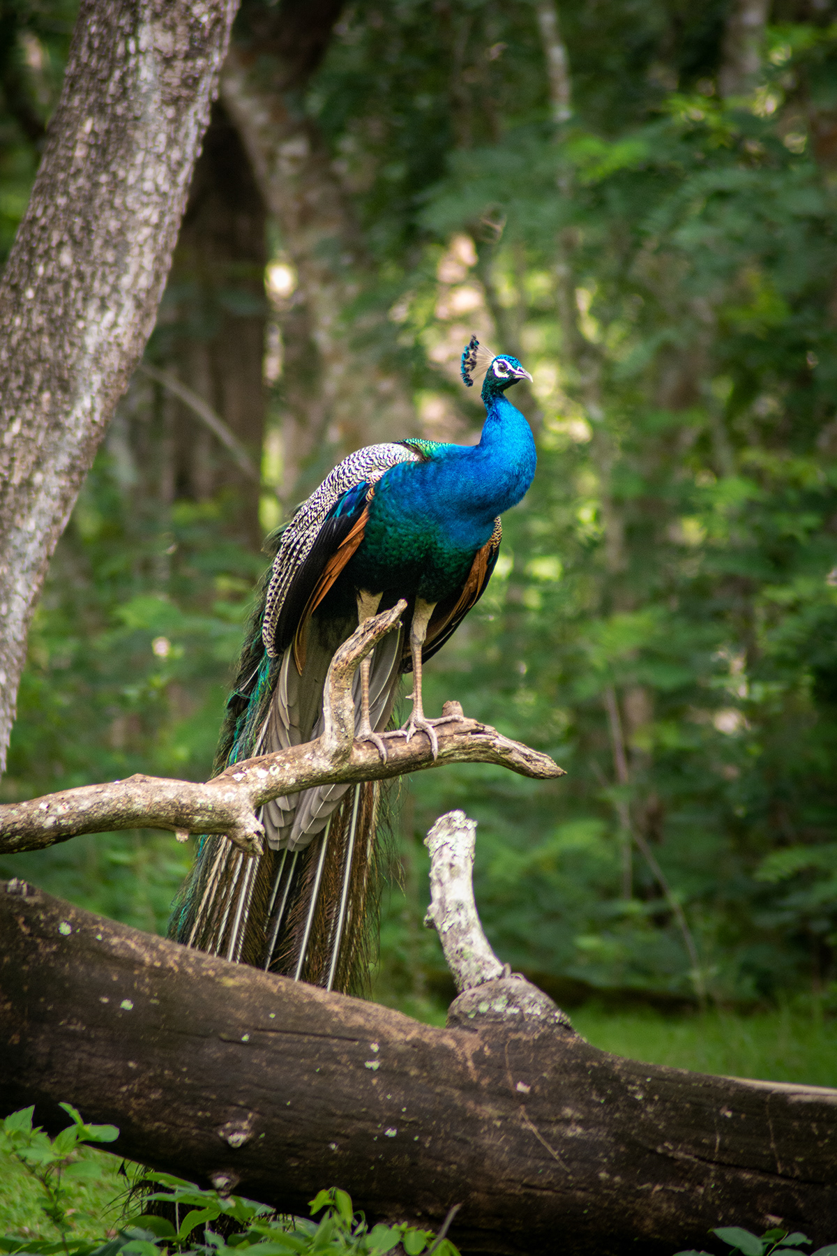 peacock Wildlife photography birdphotography kabini nagarahole