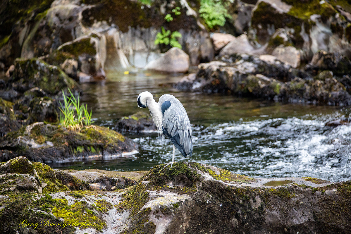 bird heron river