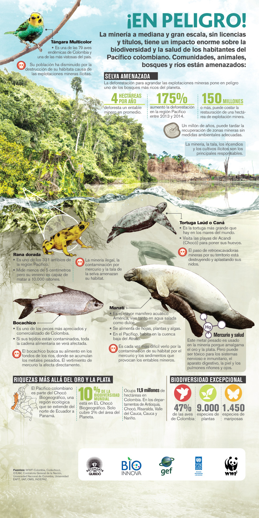 infografia infographics infographic information design editorial endangered species especies amenazadas mineria Mining Biodiversidad biodiversity WWF