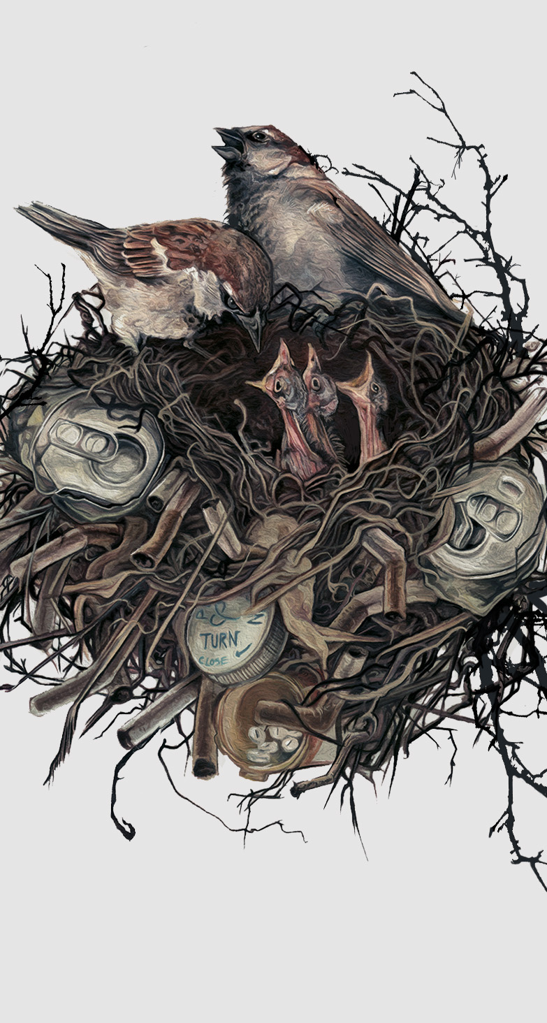 birds sparrow bird animal illustration dark nest