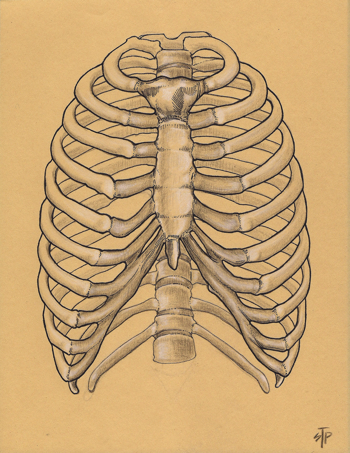 anatomy bones anatomical drawing skull ribcage Toned Paper charcoal muscles