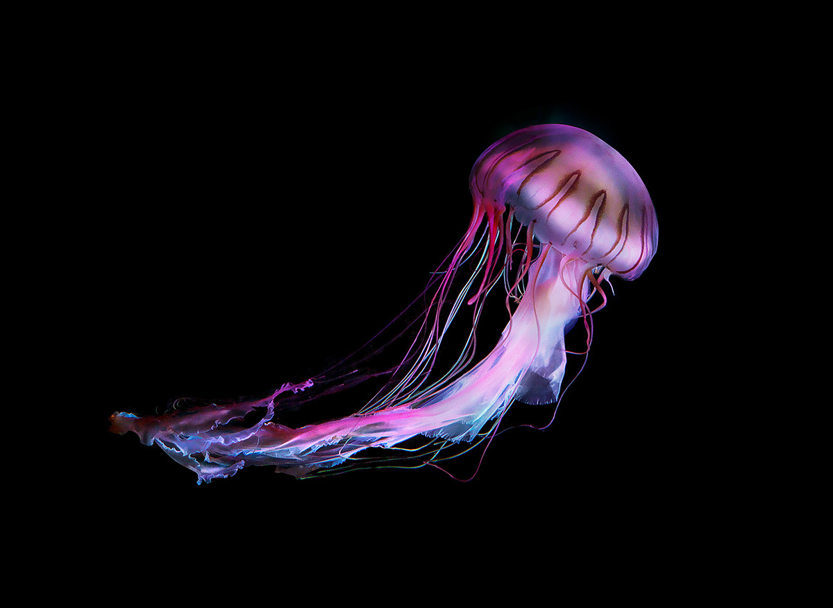 medusa jelly fish quallen