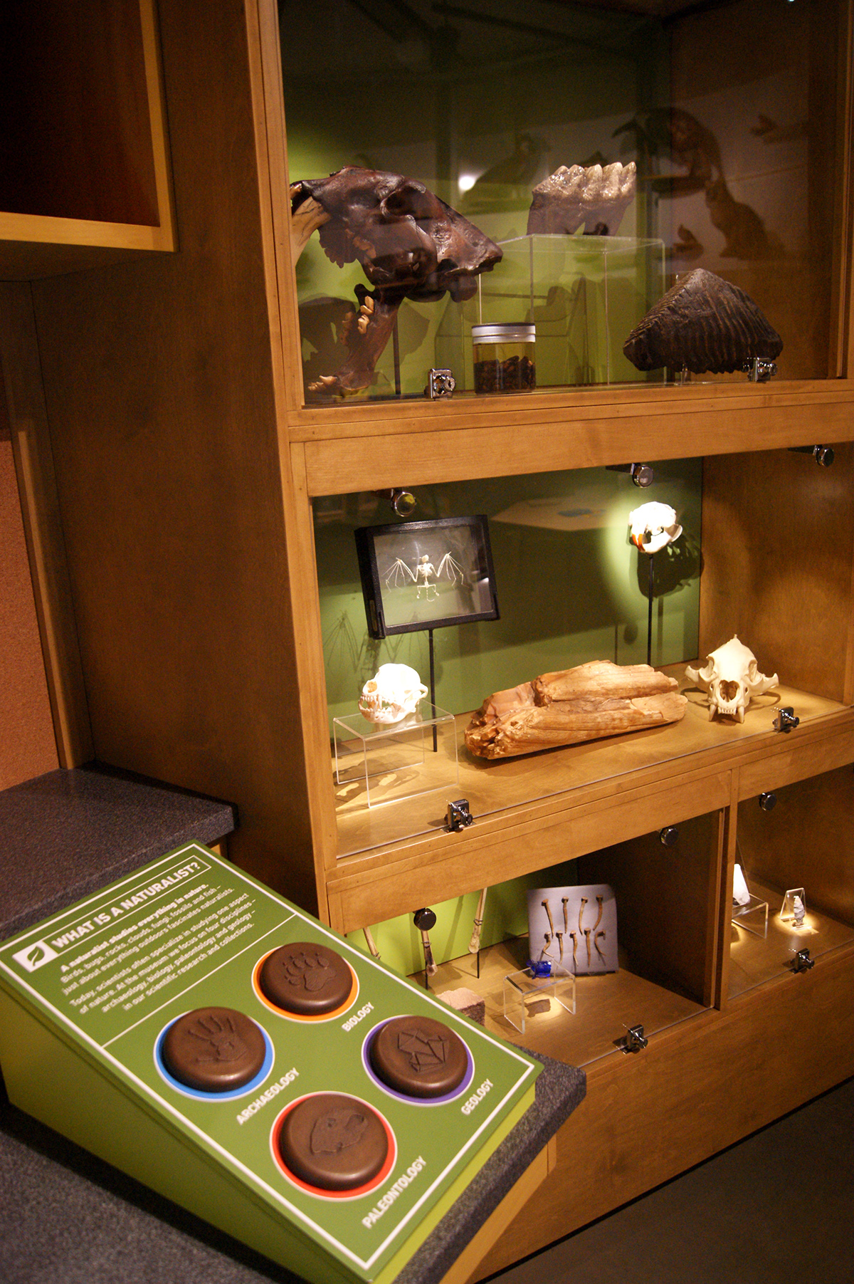 indiana museum exhibit interactive naturalist Nature animal history science lab