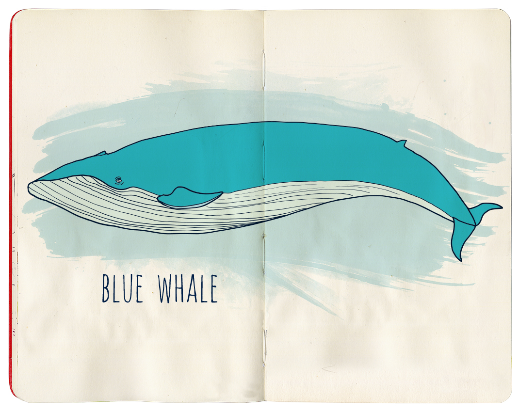watercolor Whale sketchbook moleskine ILLUSTRATION  sketch painting   art paint animal