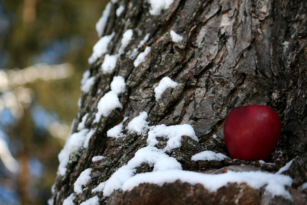 snow  apple trees bell