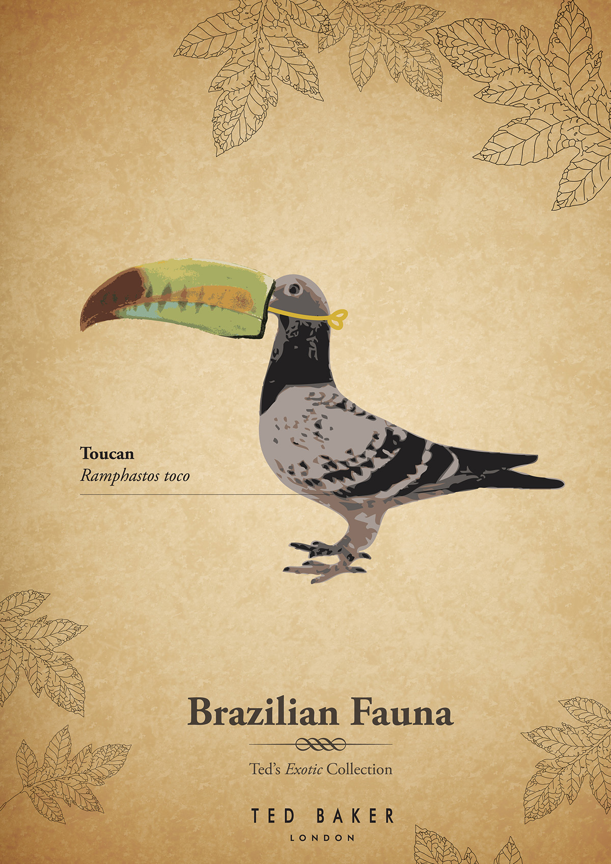 Ted Baker D&AD Brazil poster fauna animals toucan bear adevrtising bus stop exotic wildlife funny cartoon