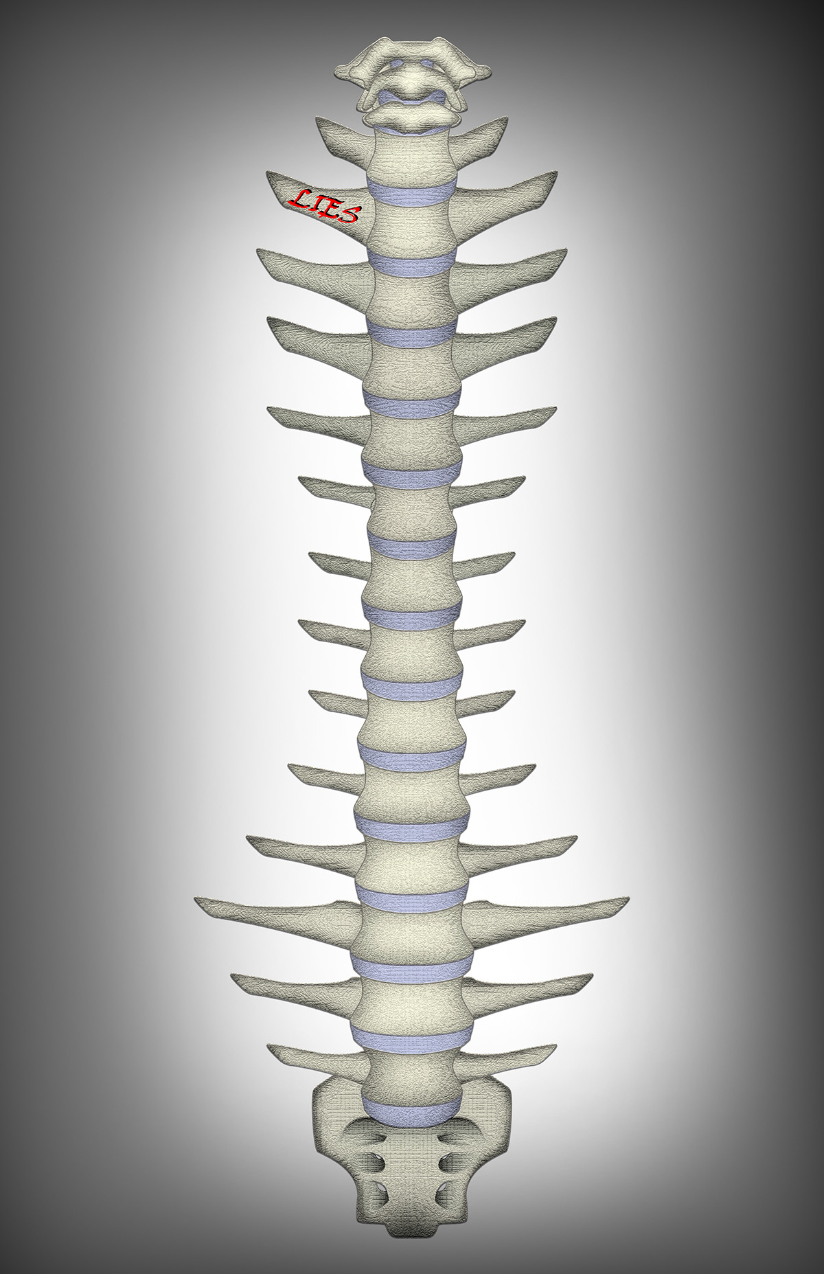 Backbone Comprisal backbone comprisal spine spinal cord vertebrae backbones lies