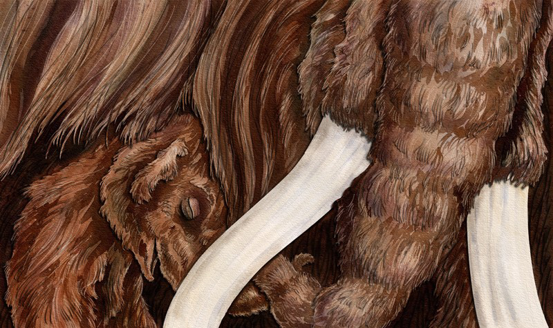 mammoth woolly mammoth pleistocene animals wildlife children's illustration book illustration