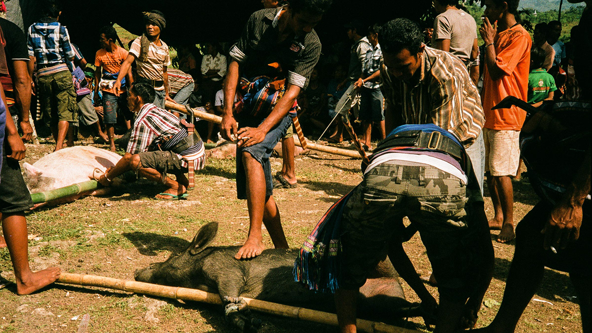 Marapu  sumba indonesia tribes Sloughter pigs machete animists atad