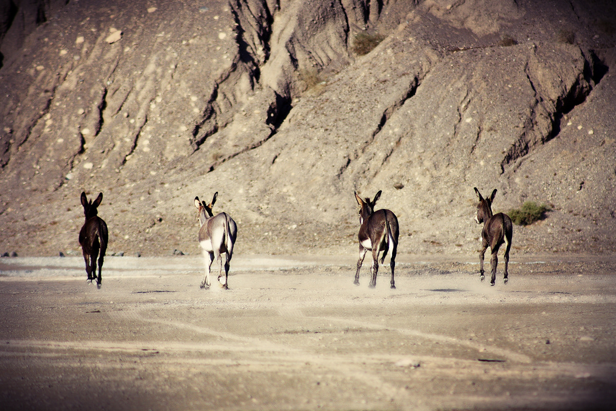 4 donkeys Desert Photography