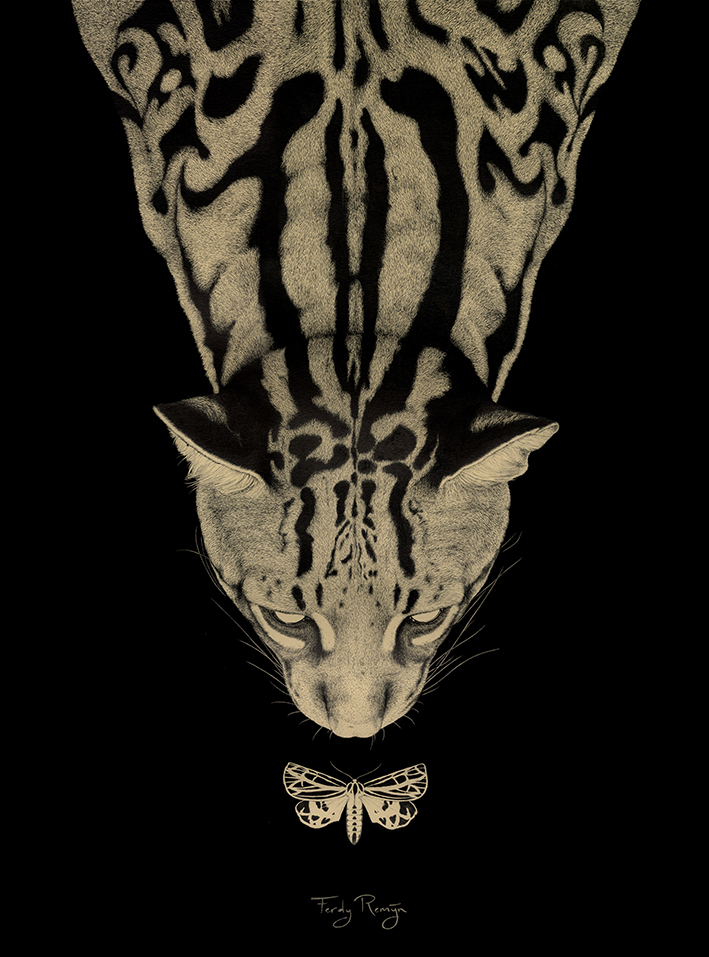 ocelot harnessed tiger moth arctiidae leopardus pardalis curiosity night time birds eye view Fur pattern nose sniffing top view darkness