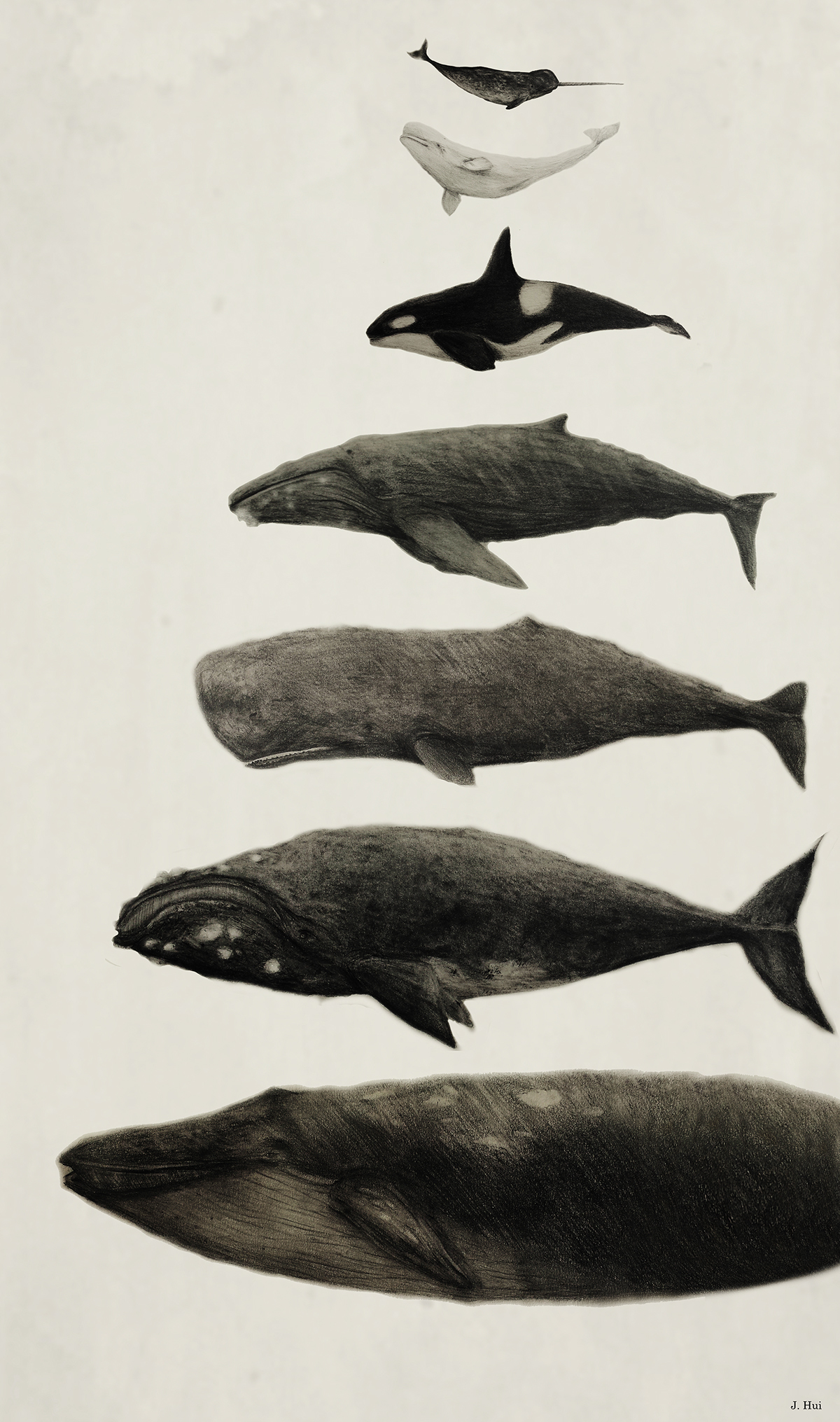 Whale Chart