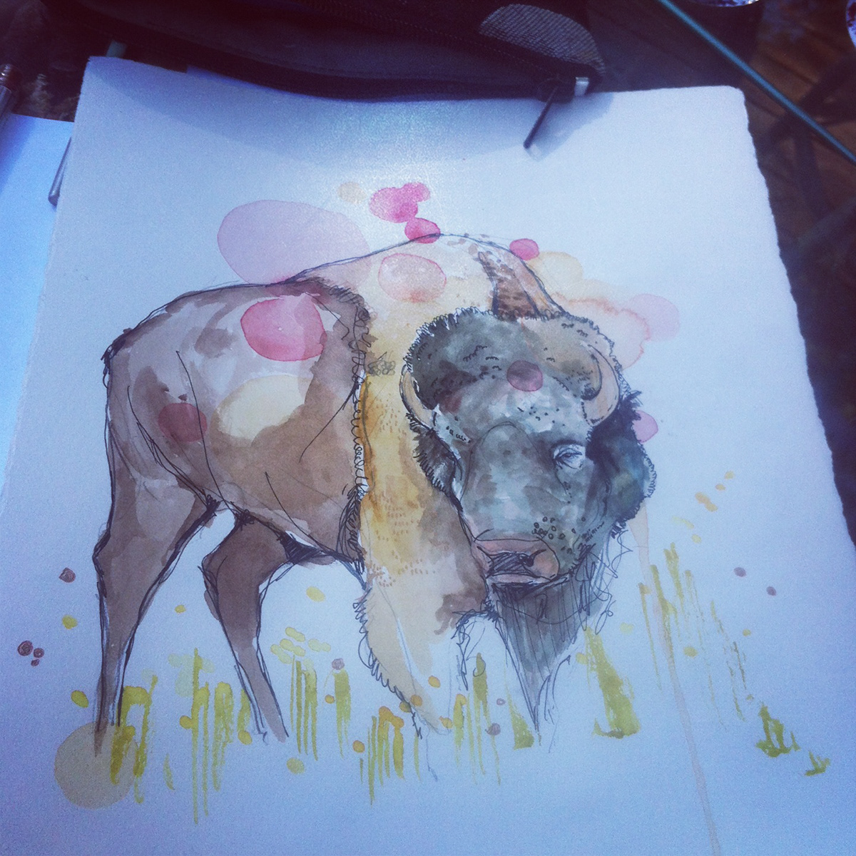 live drawing watercolor sketch animals