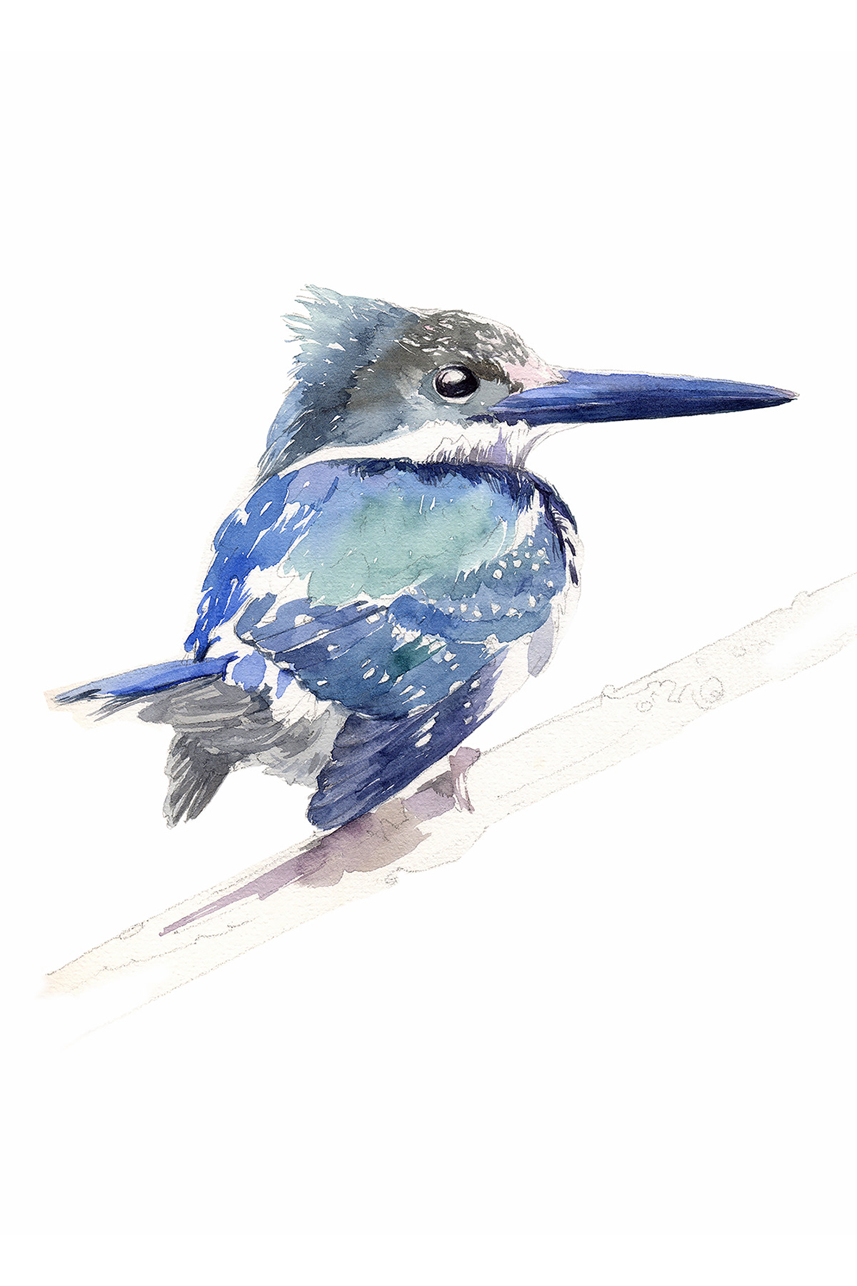 bird watercolor blue kingfisher Nature art Drawing  sketch bird portrait BlueBird