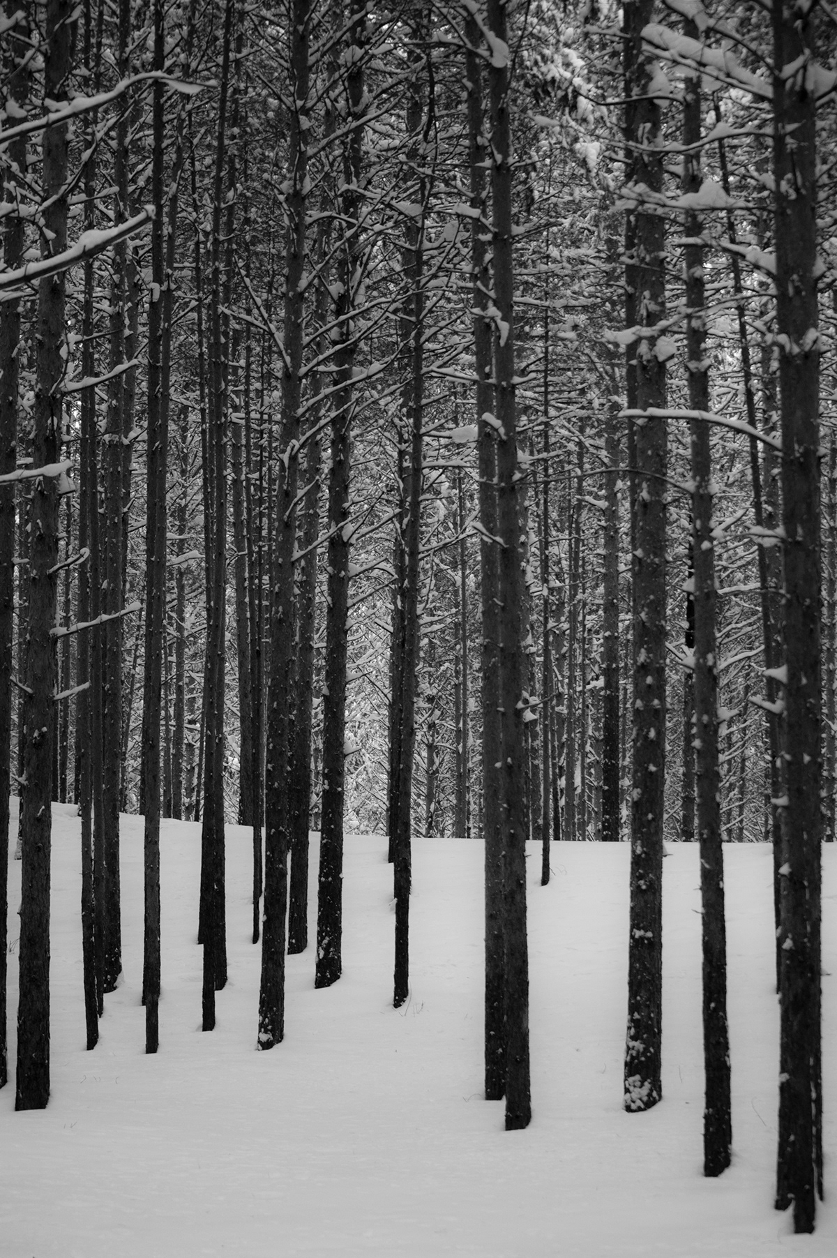 bw black White bw_photo bw_photography Black&white Russia forest Nature
