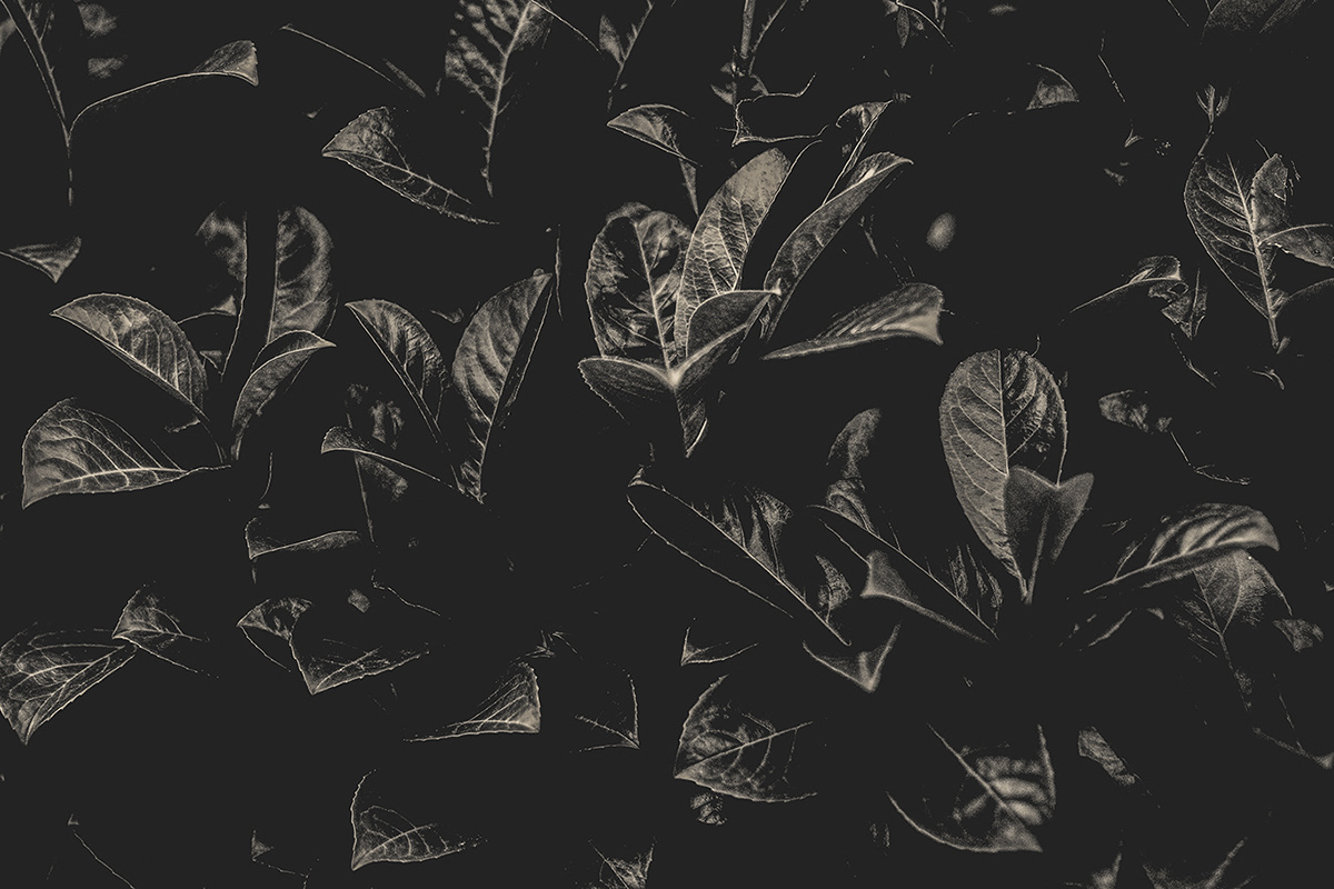 black and white bnw Nature dark leaves Flowers Canon