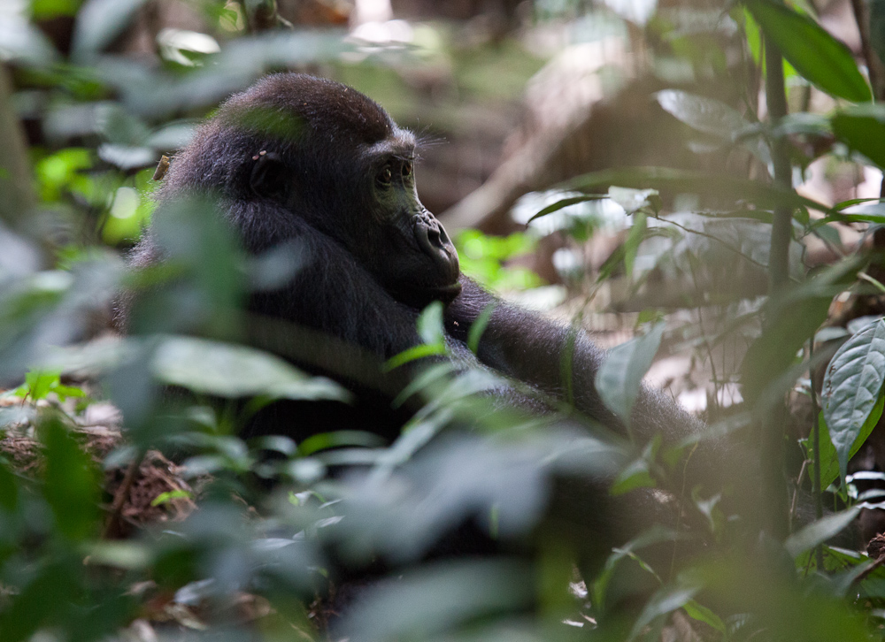 central african republic  gorilla western lowland gorilla forest elephant bangui BAYANGA dzanga sangha agile mangabey Ba'Aka pygmy africa james hopkirk Travel gorilla