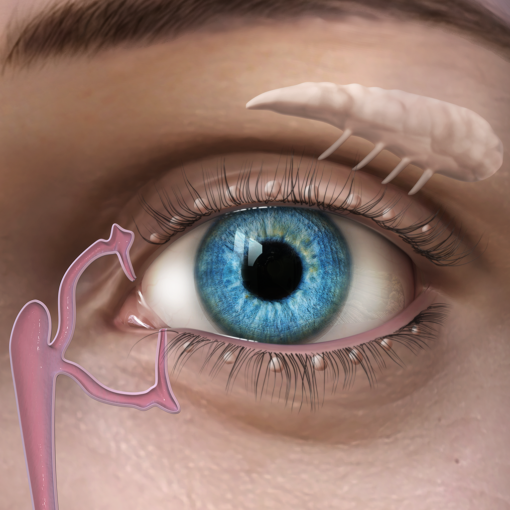 medical ILLUSTRATION  3D 2D eye lacrimal gland