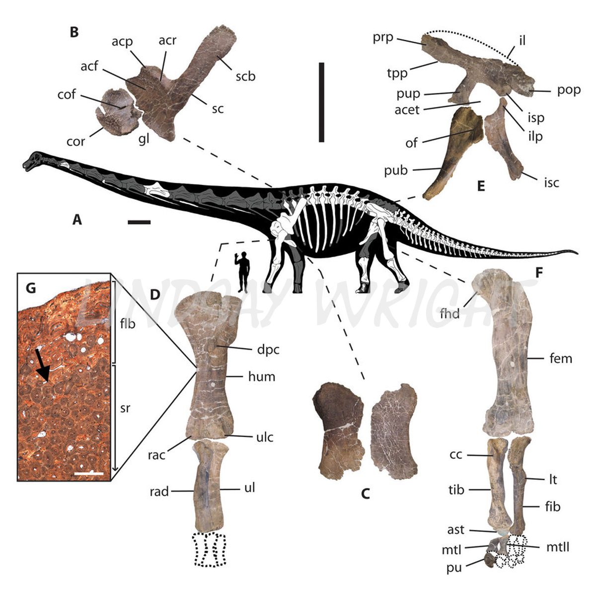 Adobe Portfolio Dinosaur Skeletal Reconstruction Fossil bones paleontology Carnegie Museum Drexel University Titanosaur sauropod giant Dreadnoughtus schrani