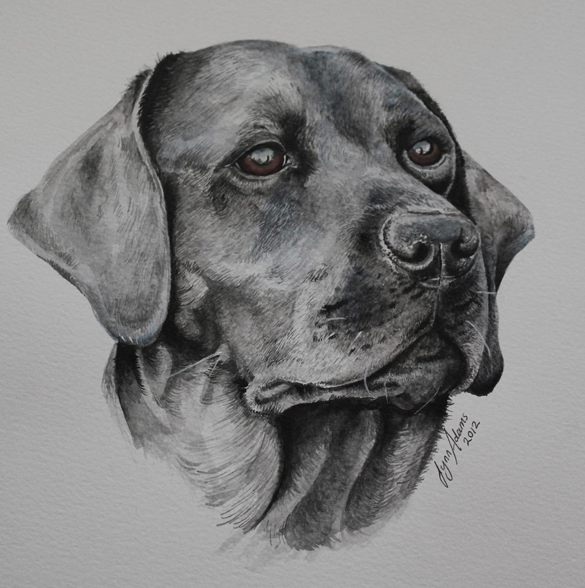 dog  portrait Labrador