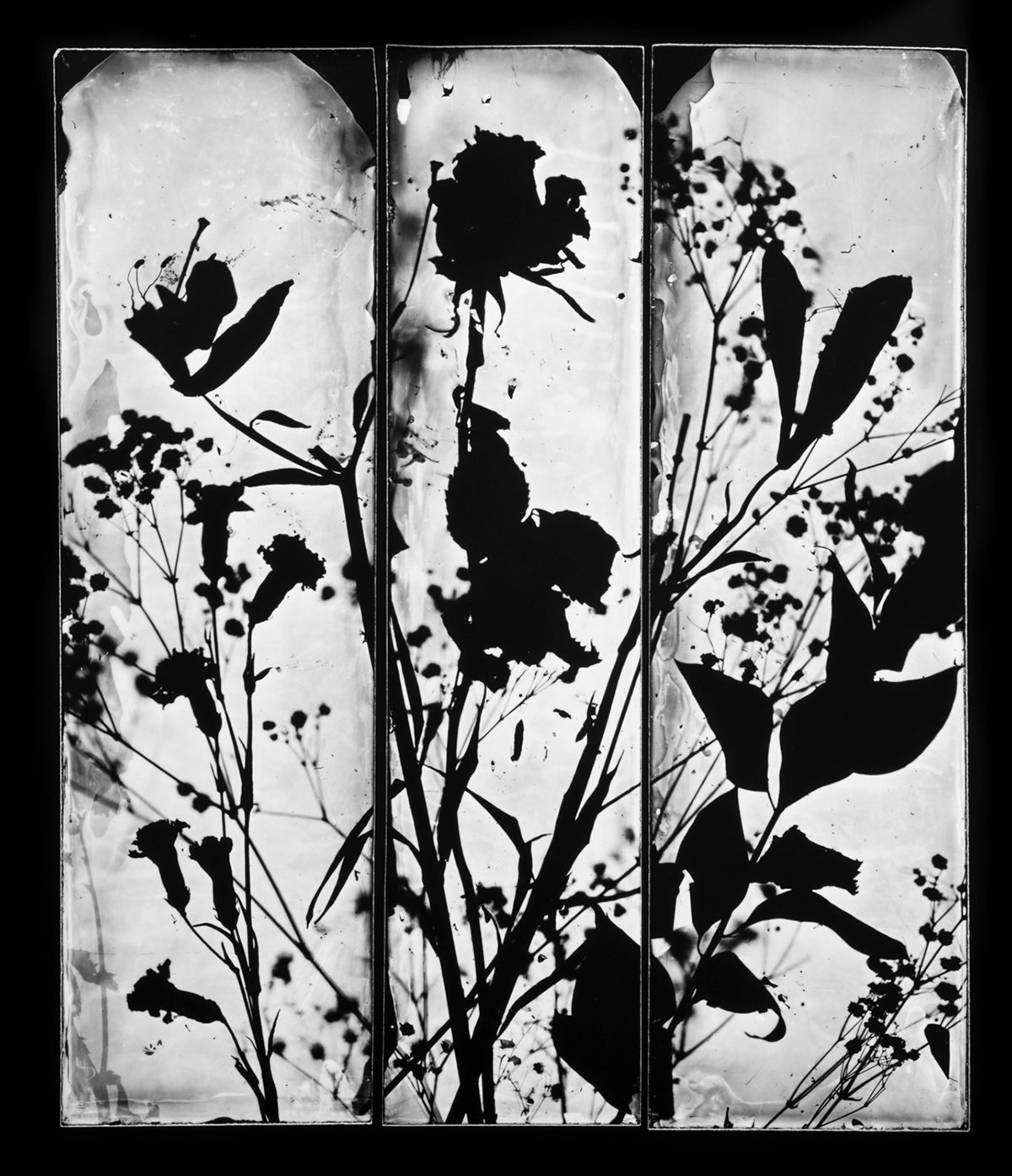 collodion wet plate wetplate Henrikson darkroom risd chaos contact print