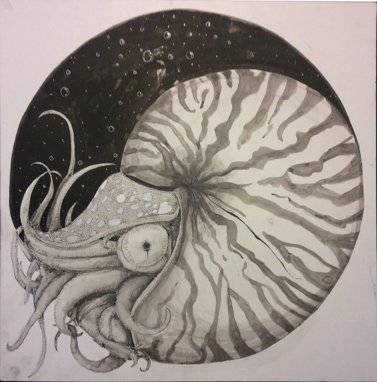 nautilus draw ink black White and Nathan fetherston enfeder feder en fether texture cool animal