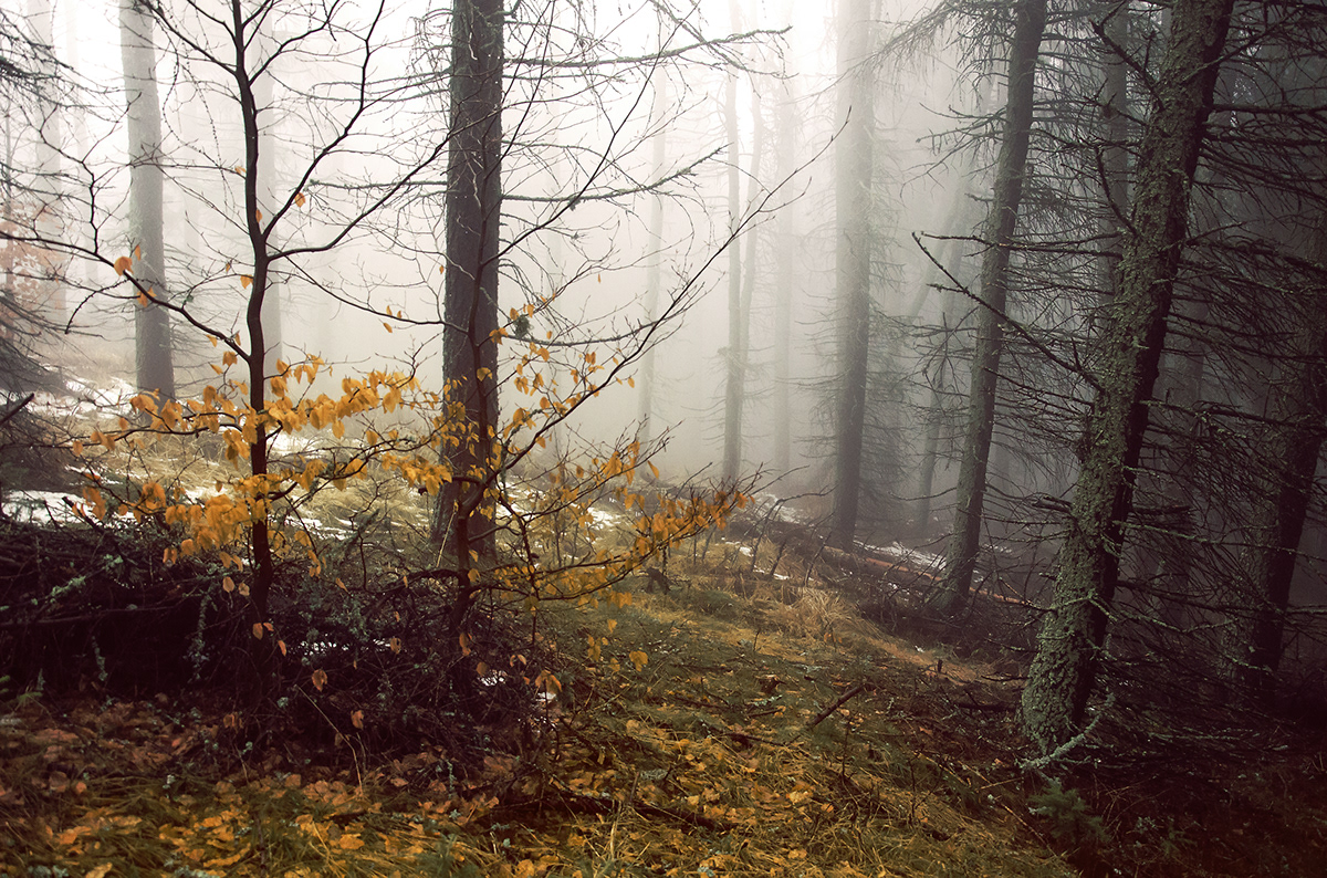 fog foggy landscapes slovakia
