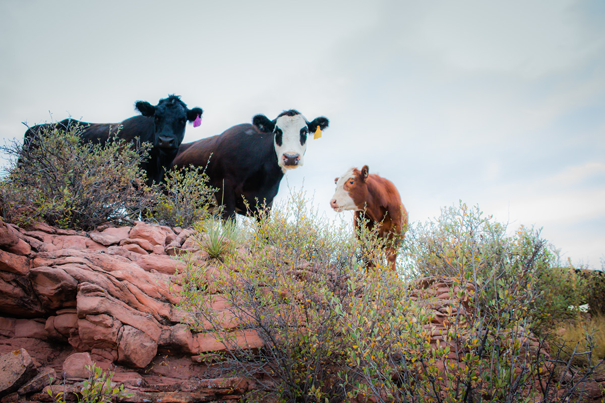 animal photography Cattle