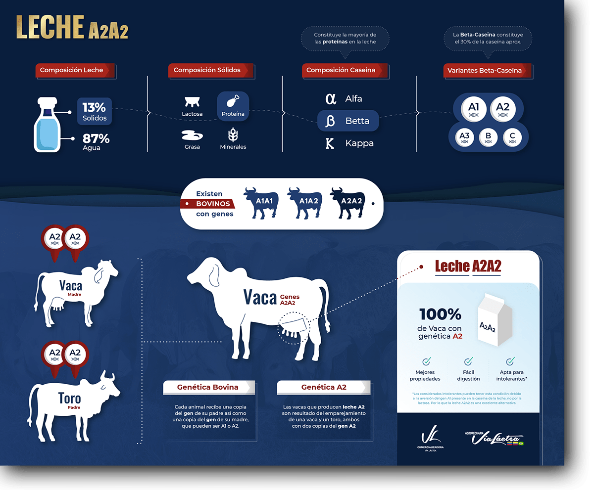 animacion animated infographic Cattle infografia infografia animada Livestock motiongraphics