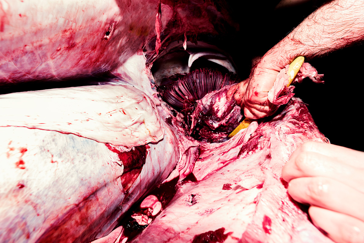 tuna fish process Photography  blood knife reportage document black sicily