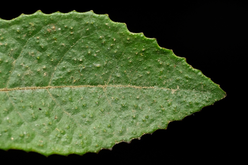 botany Ficus conservation Ecology wasp fig Tree  Fruit macro science