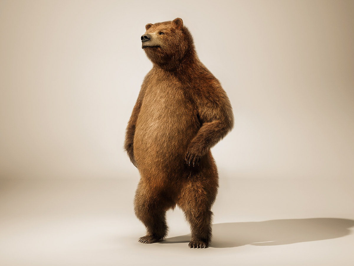 bear CGI brown bear Grizzly Bear animal photography animal studio Studio Photography