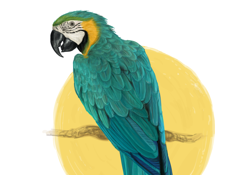 zoological botanical realistic birds ornithology zoo Bird Illustration parrot illustration