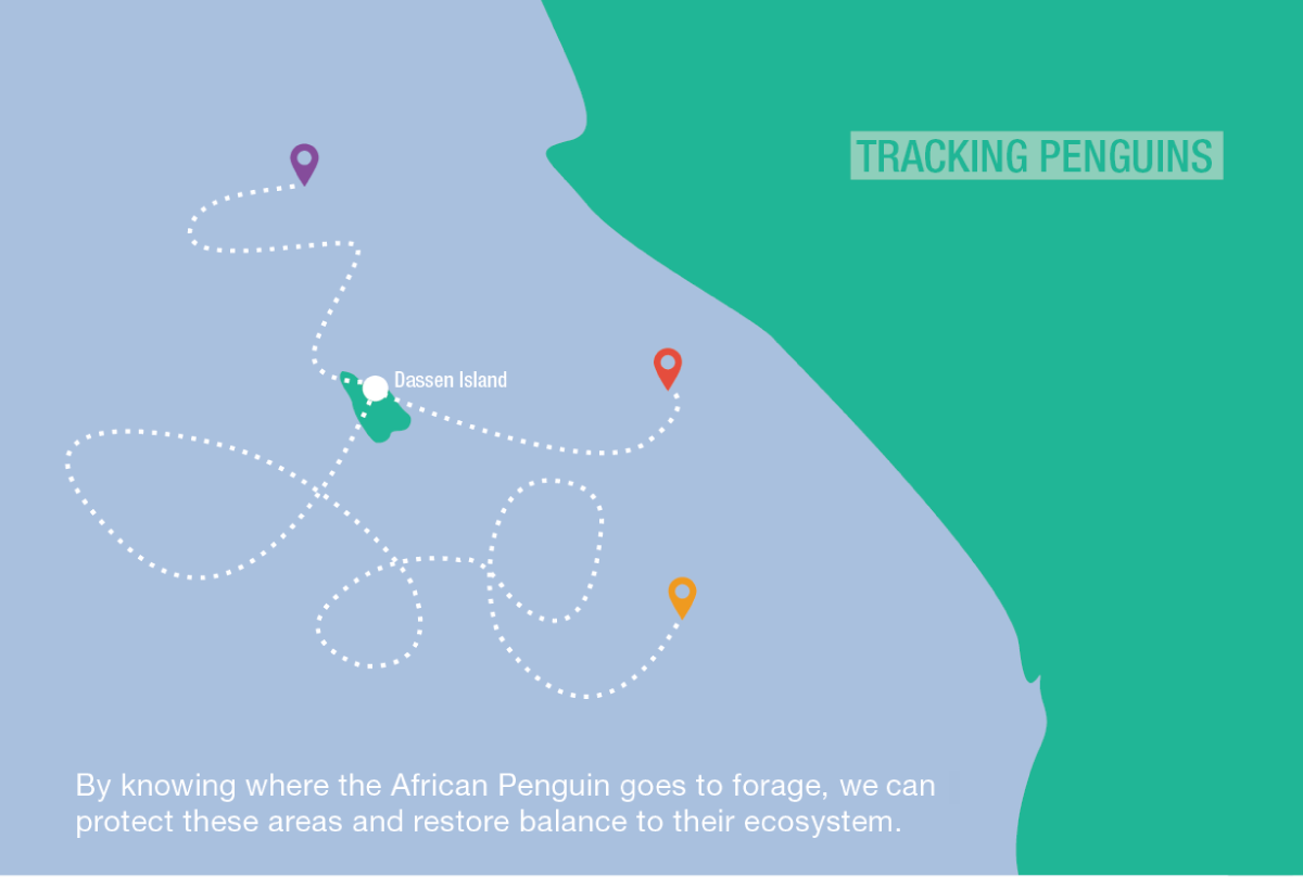 penguin run tracking motion race track endangered environment south africa africa utopia agency cape town