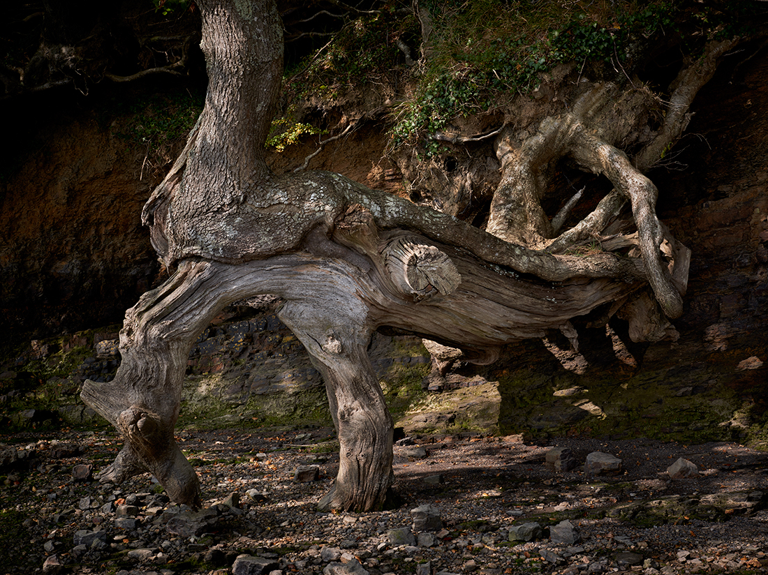 Adobe Portfolio Estuary wales trees roots rocks shale tidal